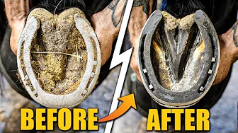 Farrier Full Horse Hoof Restoration | 4K AMSR