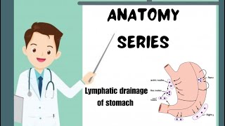 Mastering Stomach Lymphatic System #lymphaticdrainage