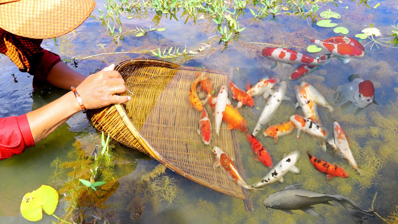 High Class Fish Super High Class Fish Catch In Natural River_ Amazing Koi & Golden Fish ...