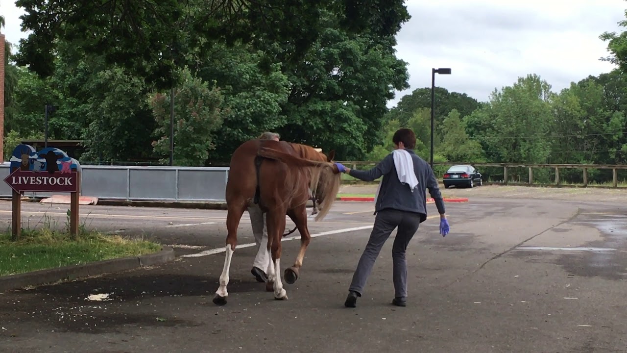 Equine Neurological Exam