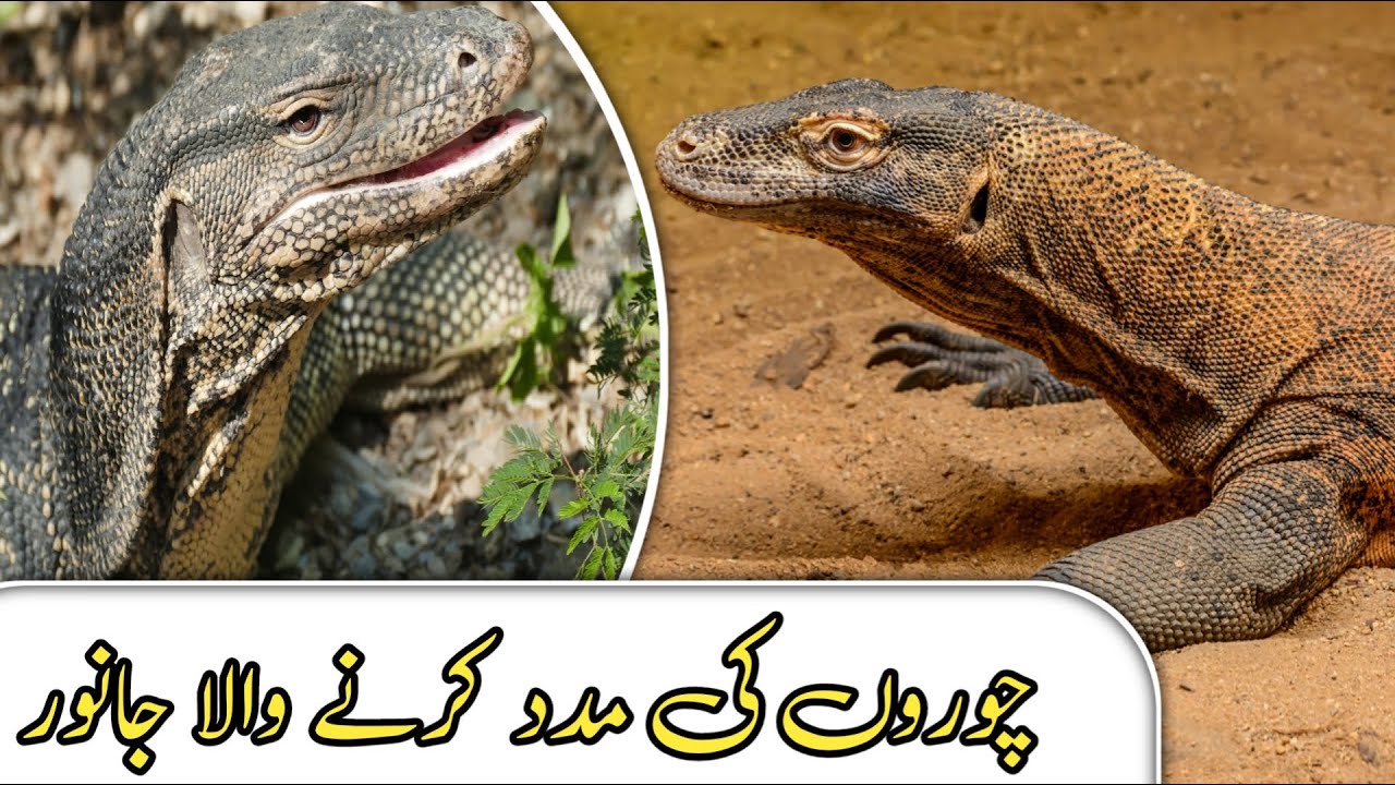 Monitor Lizard monitor Lizard Bite animal Videos love Nature lizard monitor-lizard-monitor-lizard-bite-animal-videos-love-nature-lizard