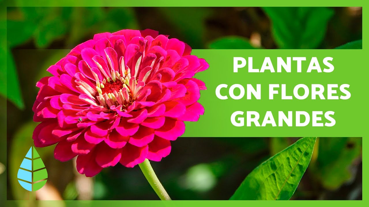 10 PLANTAS con FLORES GRANDES para tu HOGAR ?? (Interior y Exterior) -  YouTube