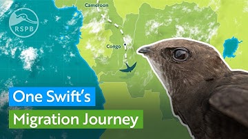 One Swift