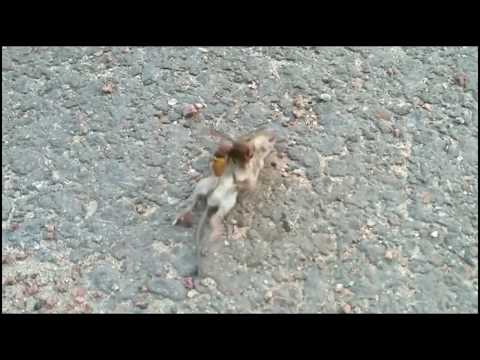 Pertarungan Lebah vs Tikus , Sekali Sengat Tikus Langsung Terkapar Pertarungan Lebah vs Tikus , Sekali Sengat Tikus Langsung Terkapar