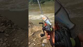 Savage Gear Line Thru Trout 30cm #shorts ##fishing #lures #savagegear #trout #pike #fish #predator