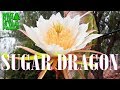 Paul thompsons s8 sugar dragon dragon fruit is in bloom