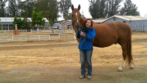 "A Bit of Background" : Excerpt from "An Introduction to Clare