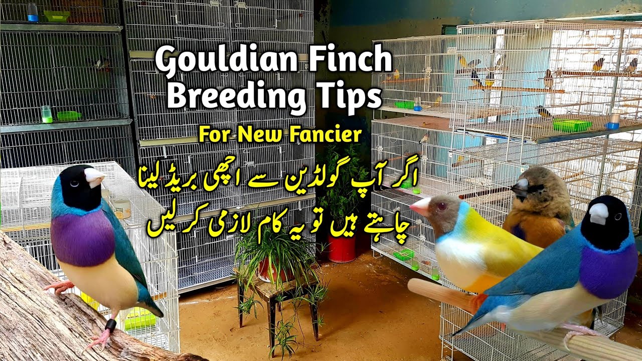 Gouldian Finch ki Pairing Karne ka Best Tarika || Lady Gouldian Finch Breeding Tips
