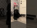 Do your puppies know when something is up 🤔🤷🏻‍♀️
