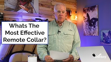 What Is The Most Effective Remote Collar?