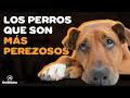 🐶😴TOP 10 de las razas de perros más perezosas