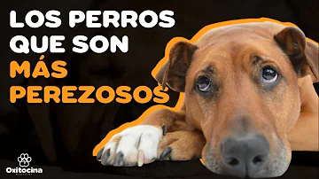 ¿Qué raza es el perro más perezoso?