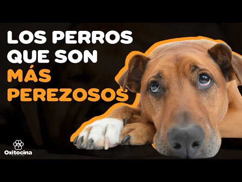 Video: Razas de perros perezosos