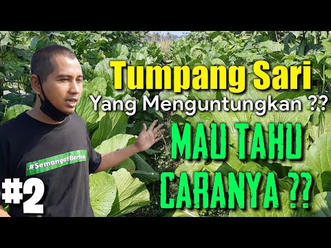 Video: Apa saja contoh tumpang sari?