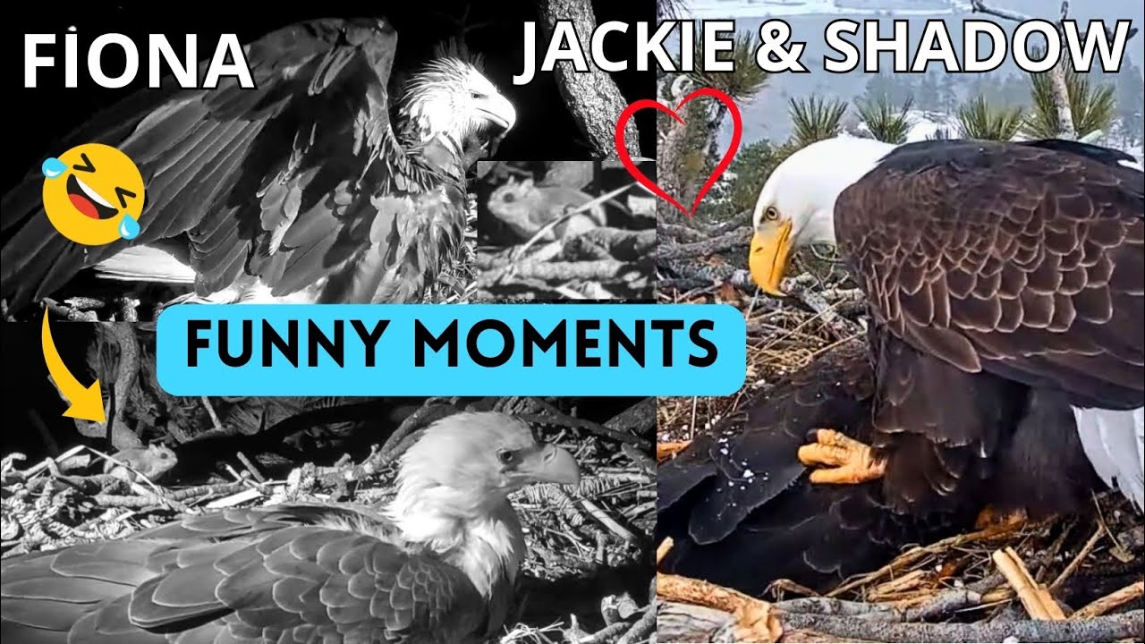 Fiona🐿️ Leaps on Jackie, Talon Massage For Shadow, Jackie Almost Incubates Shadow: Funny Moments🤣