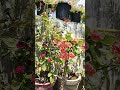 eufobia mili plant #ytshort #flowers #garden #nature #gardenplants