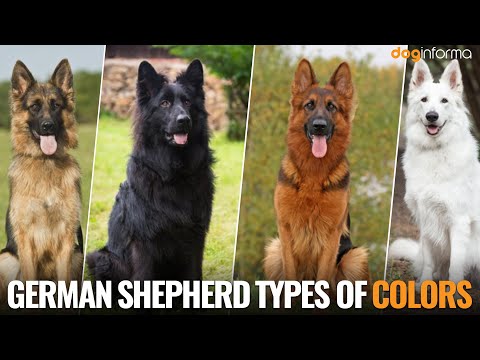 Video: Cappotto di pastore tedesco e varietà di colori