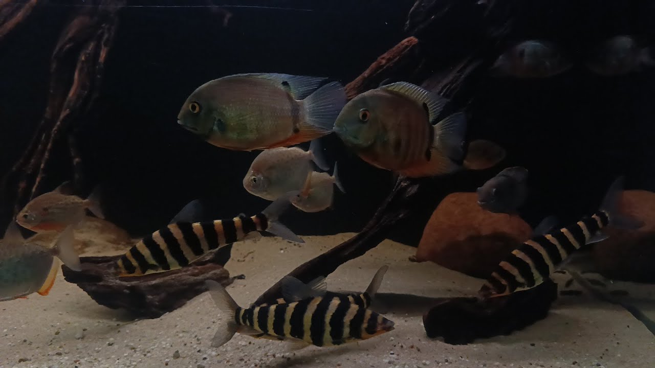 AKWARIUM 720L - ZYCIE TĘTNI.