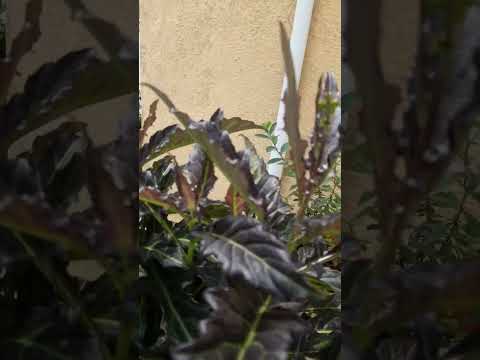 Video: Ntsuab Foliage On Purple-Leafed Loropetalum - Vim Li Cas Ntshav Loropetalum Hloov Ntsuab
