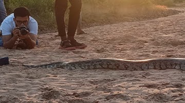 A giant Indian Rock Python snake #python #pythonsnake #snake #snakerescue #snakebite #snakevideo