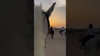 Horse riding ?(4)