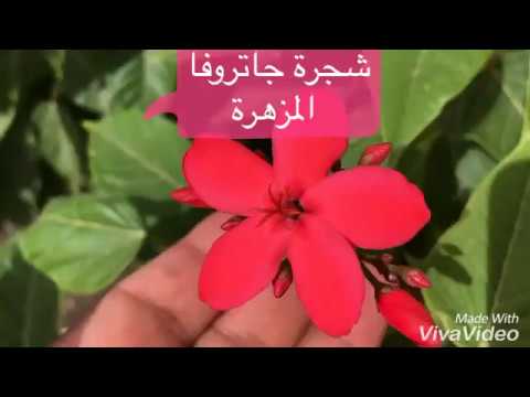 فيديو: جاتروفا