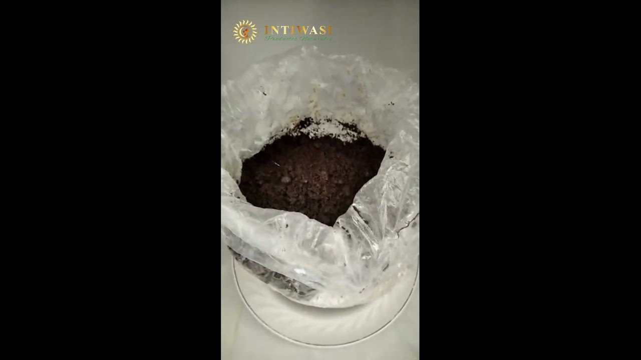 Intiwasi Productos Naturales (kit de cultivo de Hongo Ostra Rey)