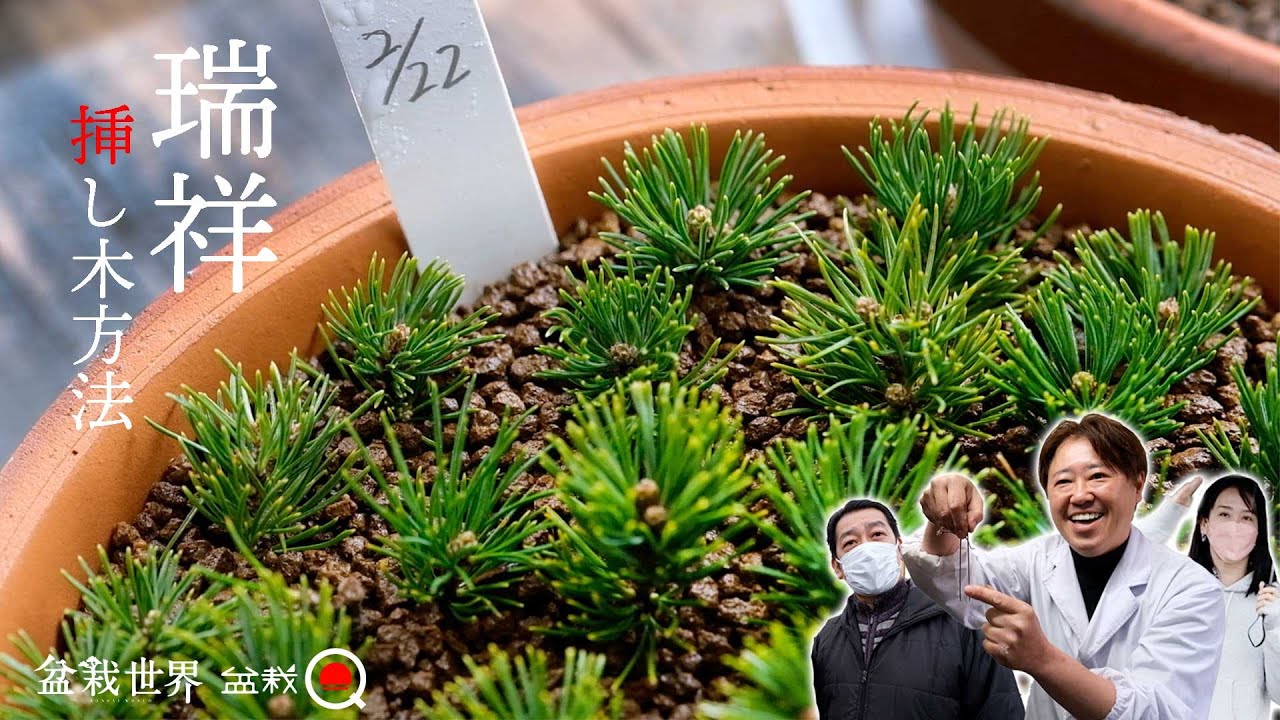 Special cutting method! I was taught about Zuisho's cuttings