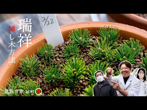 Special cutting method! I was taught about Zuisho's cuttings