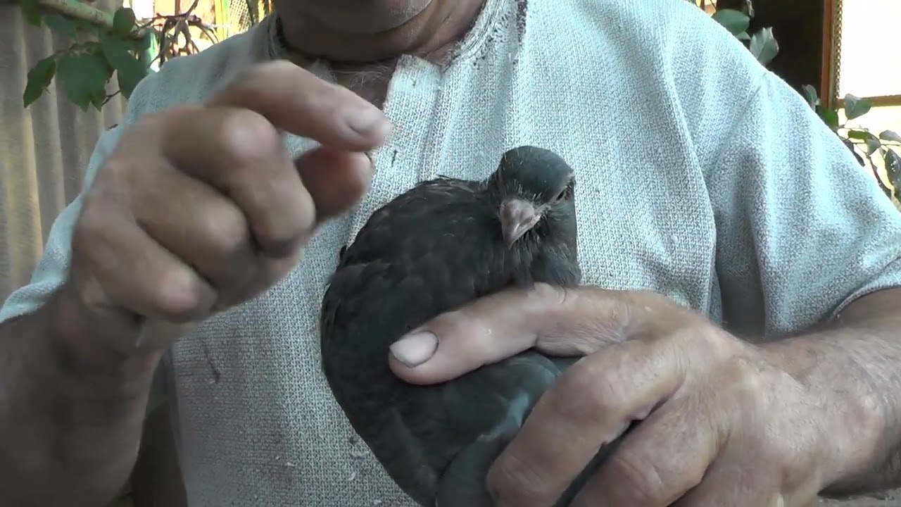 Внимание ! Как и чем излечить в голубенка надув вола ?