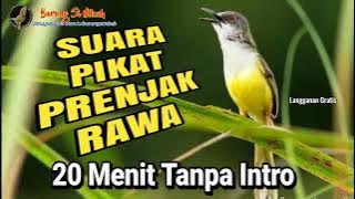 Suara Pikat Prenjak Tebu Ribut |  Suara Pikat Ciblek Tebu Betina Memanggil Jantan