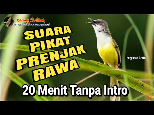 Suara Pikat Prenjak Tebu Ribut |  Suara Pikat Ciblek Tebu Betina Memanggil Jantan class=