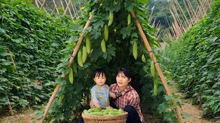 Harvest bitter melon to sell, renovate Son first to make a flower garden