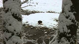 bald eagle have lunch, Squamish 21.12.2013