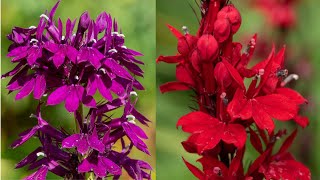 Cardinal Flower: Nature's Scarlet Jewel! #videos #cardinal #flowers #colorfulplants @Plants-World