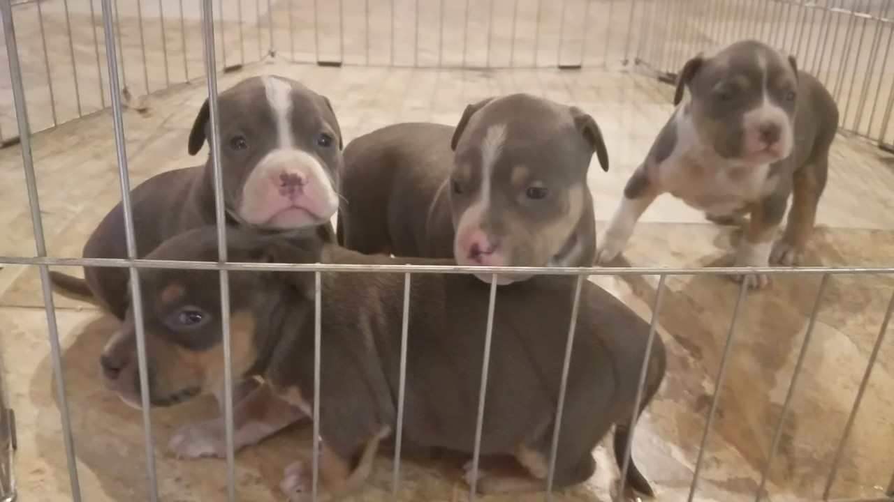 prada x gotti s first litter youtube