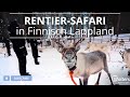 Erlebe die Magie Lapplands: Unsere Rentiersafari
