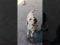 Me iskae kale pili ko pakad rha hu dekho #labrador #facts #dogshorts #shortvideo #trendingshorts
