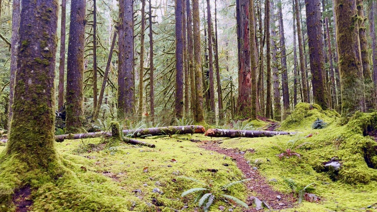 ASMR Taylor River Trail Mossy Forest, Crystal River Sounds & Cloudy Pacific Northwest Vibes