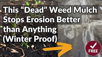 My "Dead" Weed Mulch Stops Erosion & Feeds My Soil (Winter Secret)