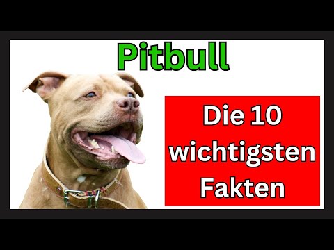 Video: 10 Hunderassen, die am häufigsten für Pitbulls gehalten werden