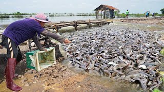 Best Catching video 2023 - Find & Catching Many Fish Under Mud Grass