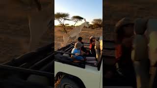 Deer Escapes Pack of Lions... By Jumping Onto a Safari Jeep!