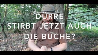 Buchensterben - Zeit für Panik im Wald?