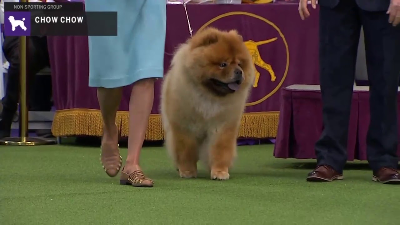 chow chow show