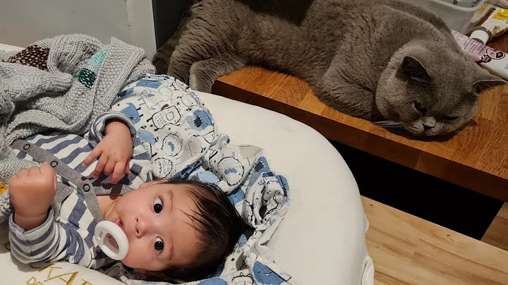 Video 9624371: british shorthair cat kitten, british shorthair cat sleeping, british shorthair kitten baby, post cat kitten, love baby cats