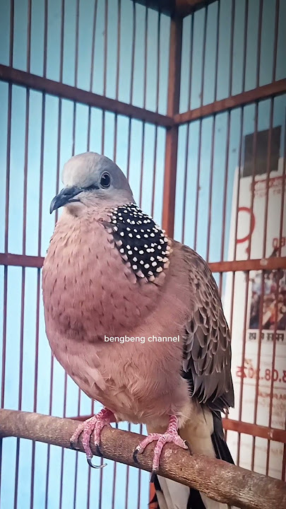 SUARA TARIK AKAR DERUKUKU J4NTAN MEMANGGIL B3TIN4 #shorts #shortsfeed #shortvideo #short #song