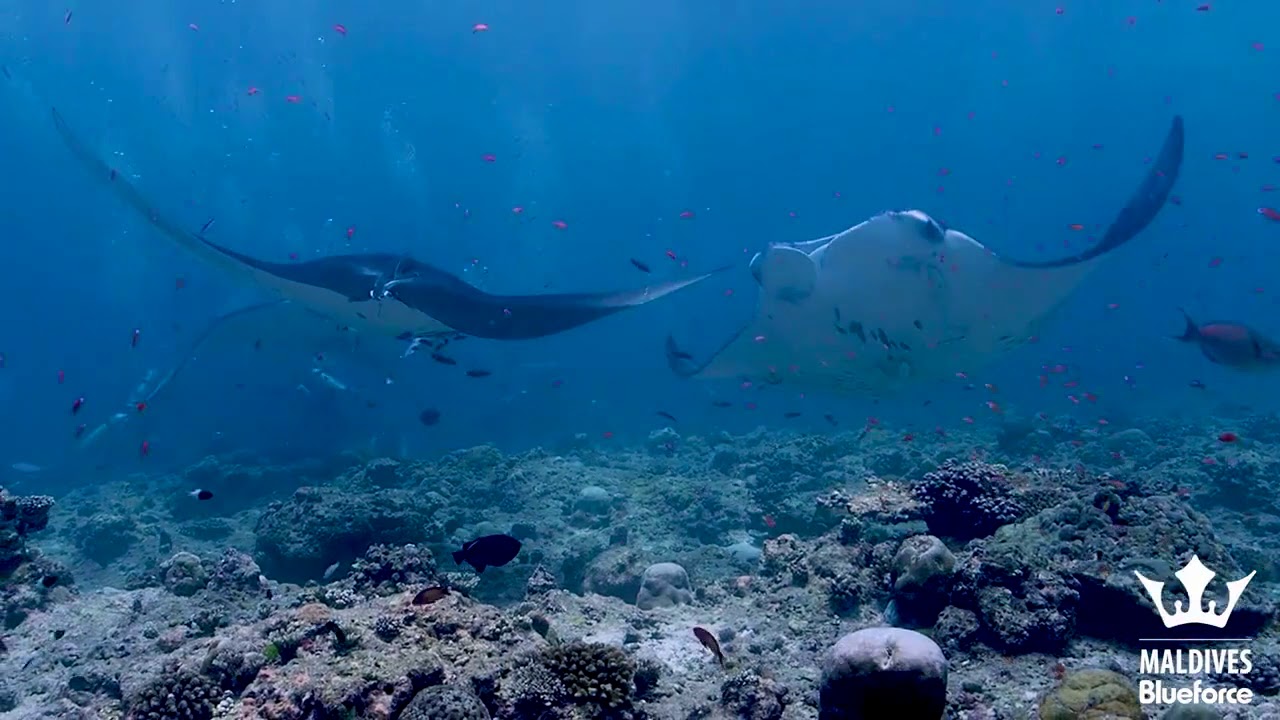 2018 03 31 Maldives BFOne