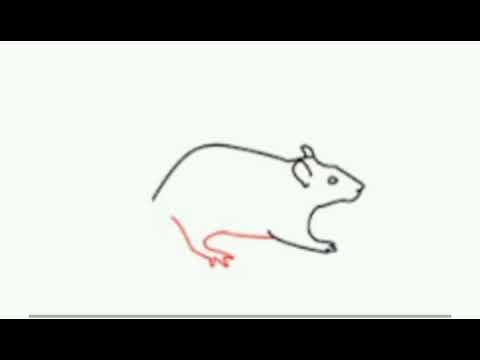 How to draw a simple Rat in step by step - YouTube