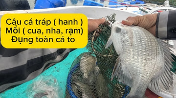 10/ câu cá tráp ( hanh ) dàn hàu đá, mồi ( cua, nha, ) đụng toàn cá lớn giật mỏi tay